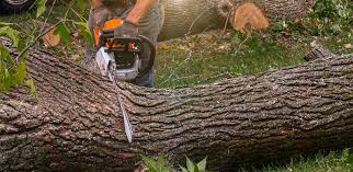 Best Residential Tree Removal  in Ranger, TX