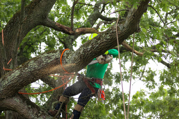 Best Landscape Design and Installation  in Ranger, TX