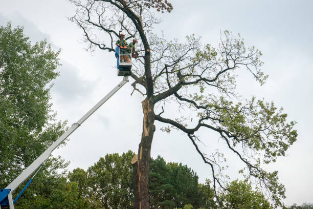 Reliable Ranger, TX Tree Removal Services Solutions